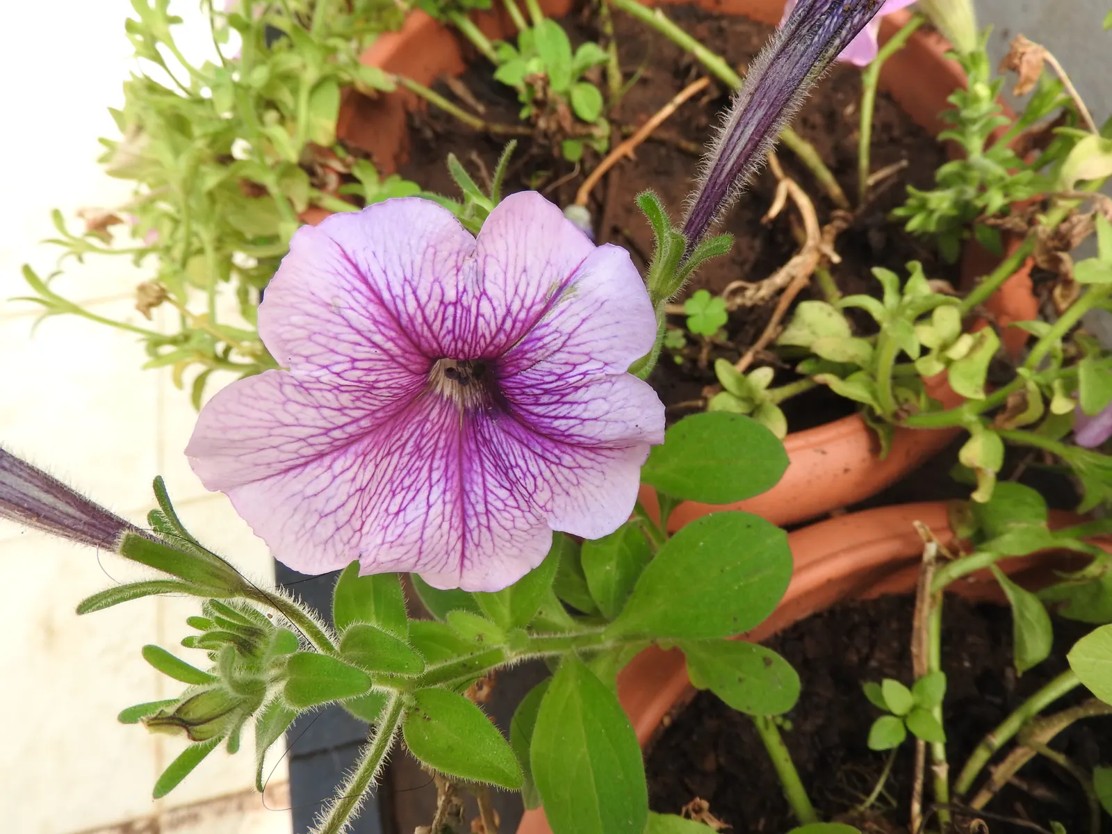 Blue Mounding Petunia (Petunia 'Blue') — The Blue Mounding Petunia typically exhibits a rampant growth habit