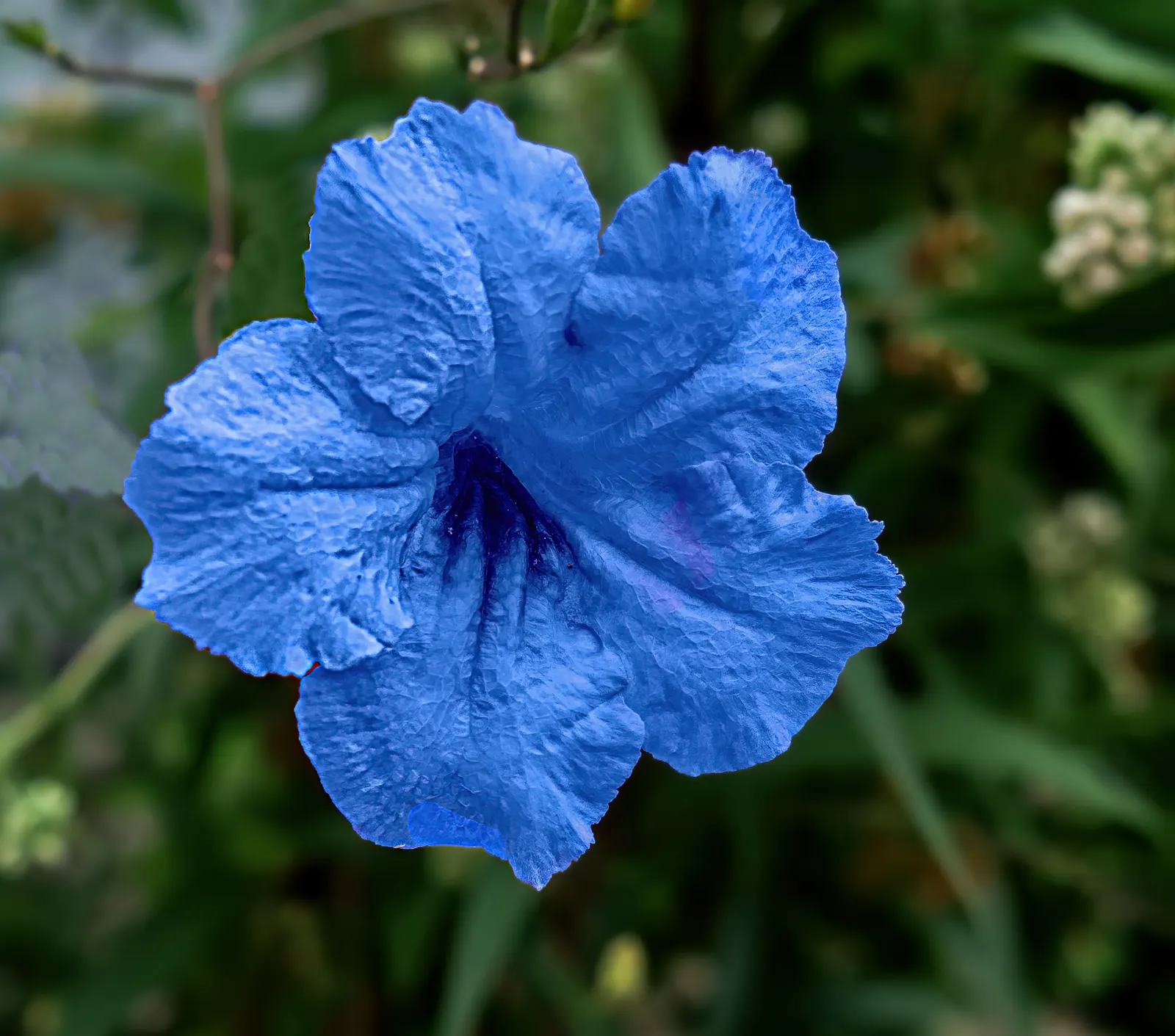 Blue Mounding Petunia (Petunia 'Blue') — with a preference for the soil to dry slightly between watering intervals; is a vibrant and dynamic addition to any