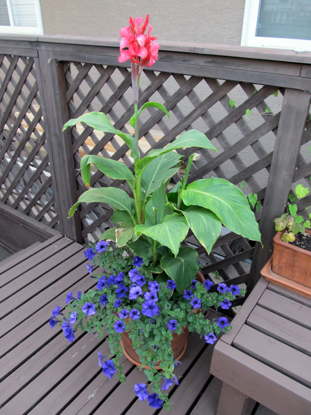 Blue Mounding Petunia (Petunia 'Blue') — For optimal performance, they require a sunny location with at least six hours of direct sunlight per day