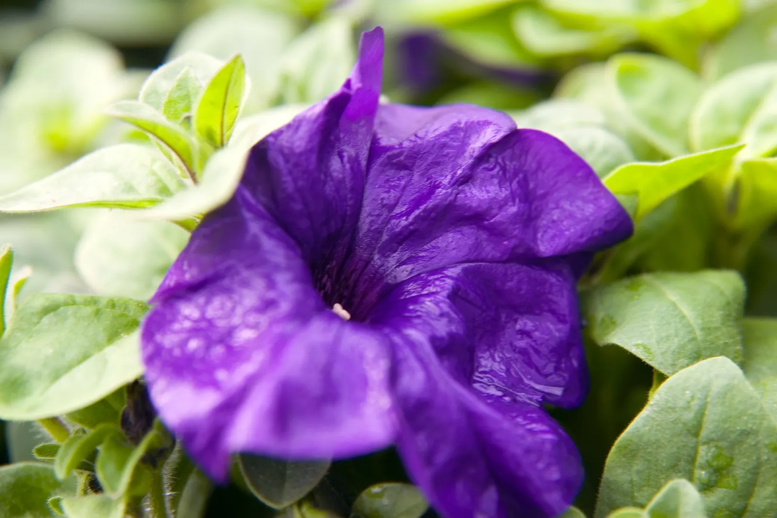 Blue Mounding Petunia (Petunia 'Blue') — Well-draining soil is vital to prevent root rot