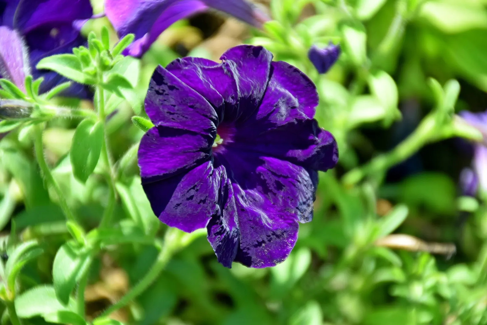 Blue Mounding Petunia (Petunia 'Blue') — a vibrant annual featuring mounds of lush; colorful ground cover or hanging basket feature, image 47