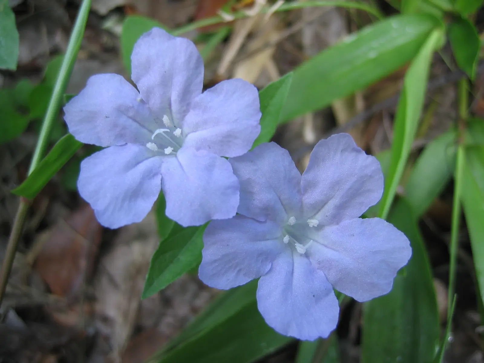 Blue Mounding Petunia (Petunia 'Blue') — can extend from early spring until the first frost