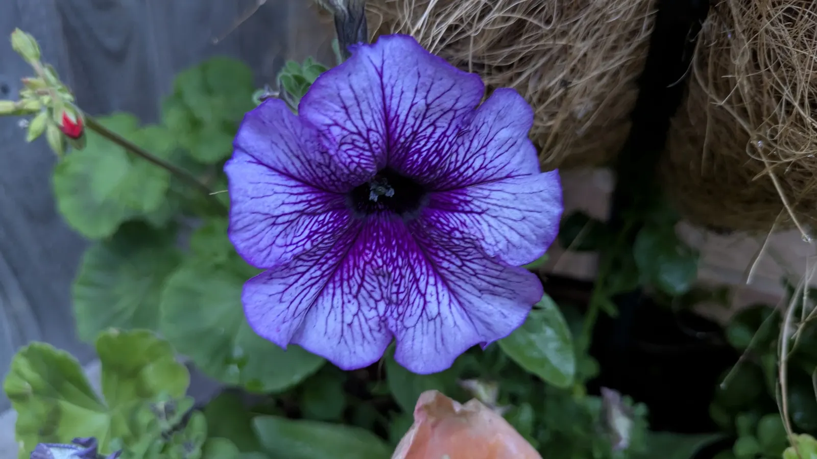 Blue Mounding Petunia (Petunia 'Blue') — it is celebrated for adding a long-lasting pop of color to any garden or patio display; well-draining soil, image 52
