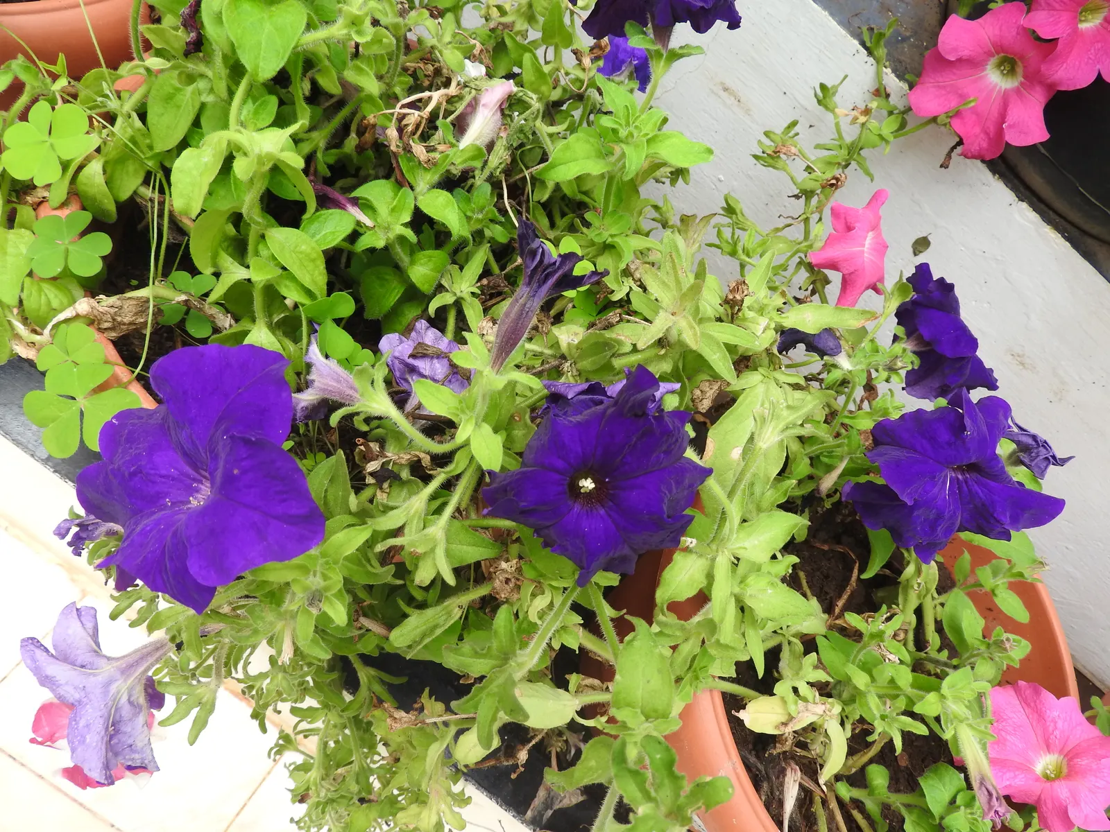 Blue Mounding Petunia (Petunia 'Blue') — It reaches up to 12 inches in height and spreads approximately 24 inches