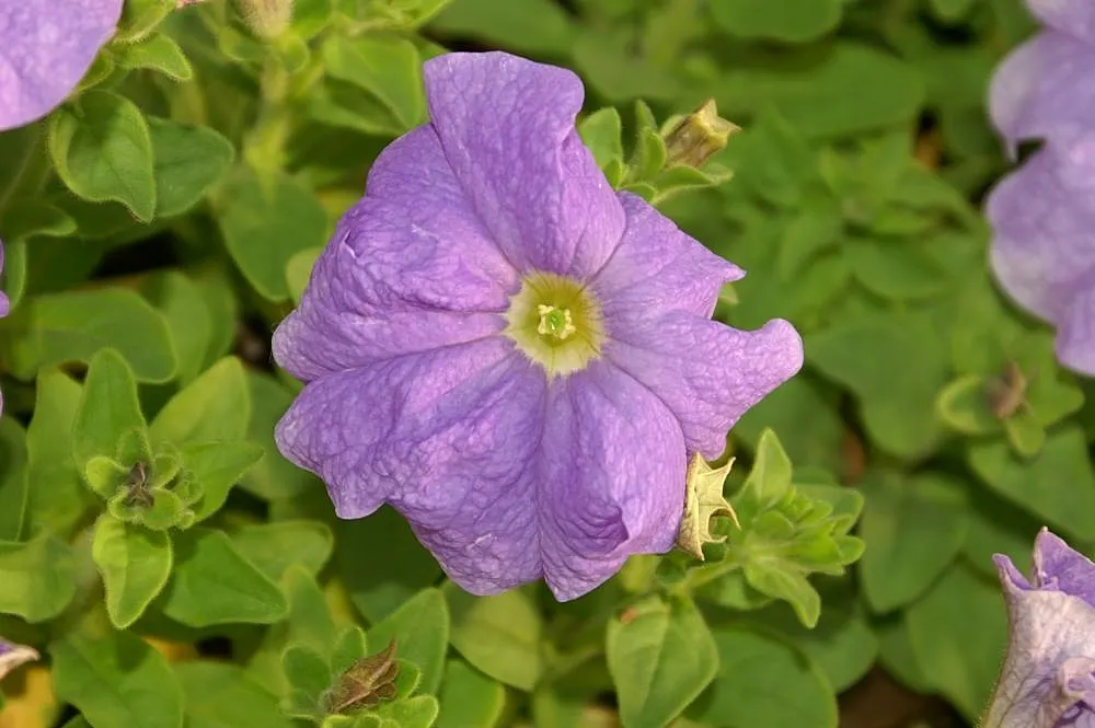 Blue Mounding Petunia (Petunia 'Blue') — trumpet-shaped blooms boasting a mesmerizing shade of true blue - a rarity in the floral kingdom; white flowers in the