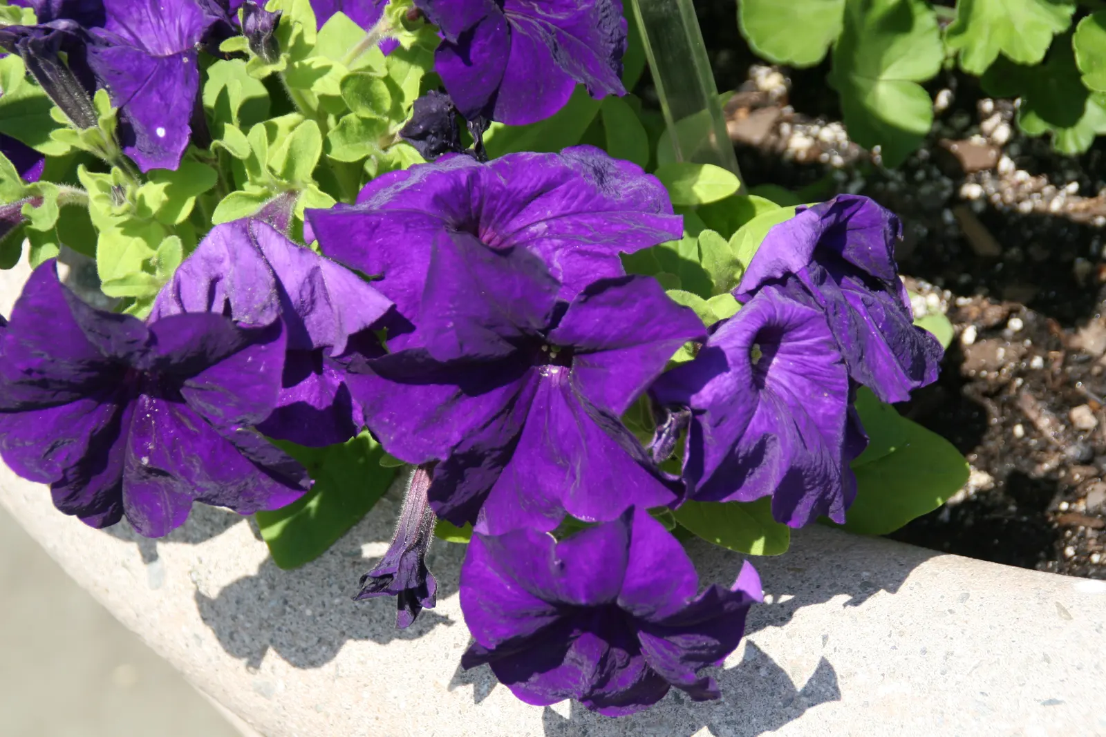 Blue Mounding Petunia (Petunia 'Blue') — colorful ground cover or hanging basket feature; trumpet-shaped blossoms in a striking deep blue hue