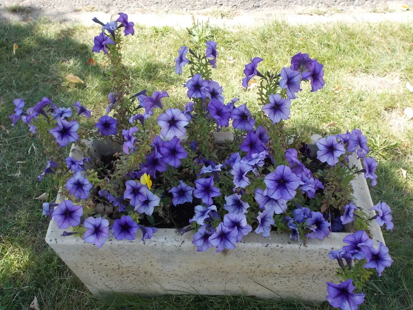 Blue Mounding Petunia (Petunia 'Blue') — a vibrant annual featuring mounds of lush