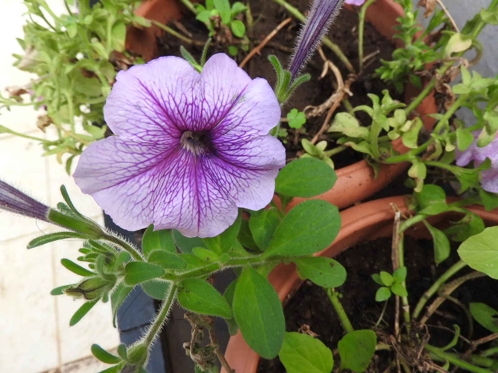 Blue Mounding Petunia (Petunia 'Blue') — Preferred for its continuous bloom from spring to frost