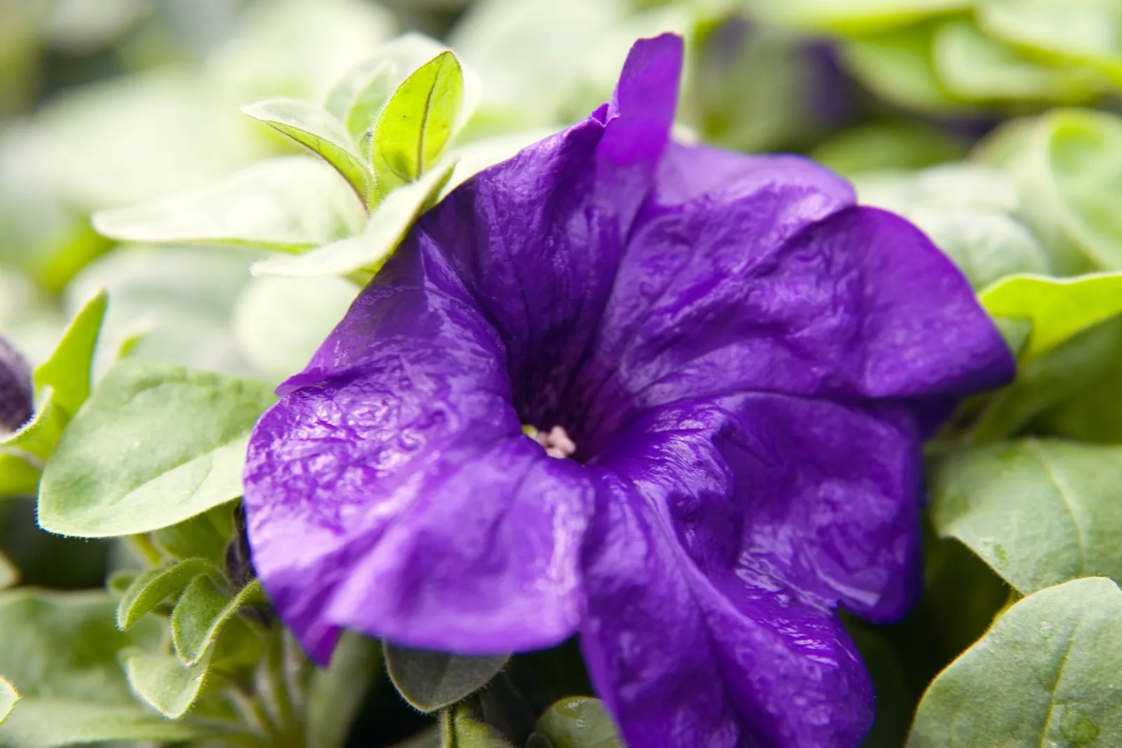 Blue Mounding Petunia (Petunia 'Blue') — it is celebrated for adding a long-lasting pop of color to any garden or patio display; well-draining soil is vital to