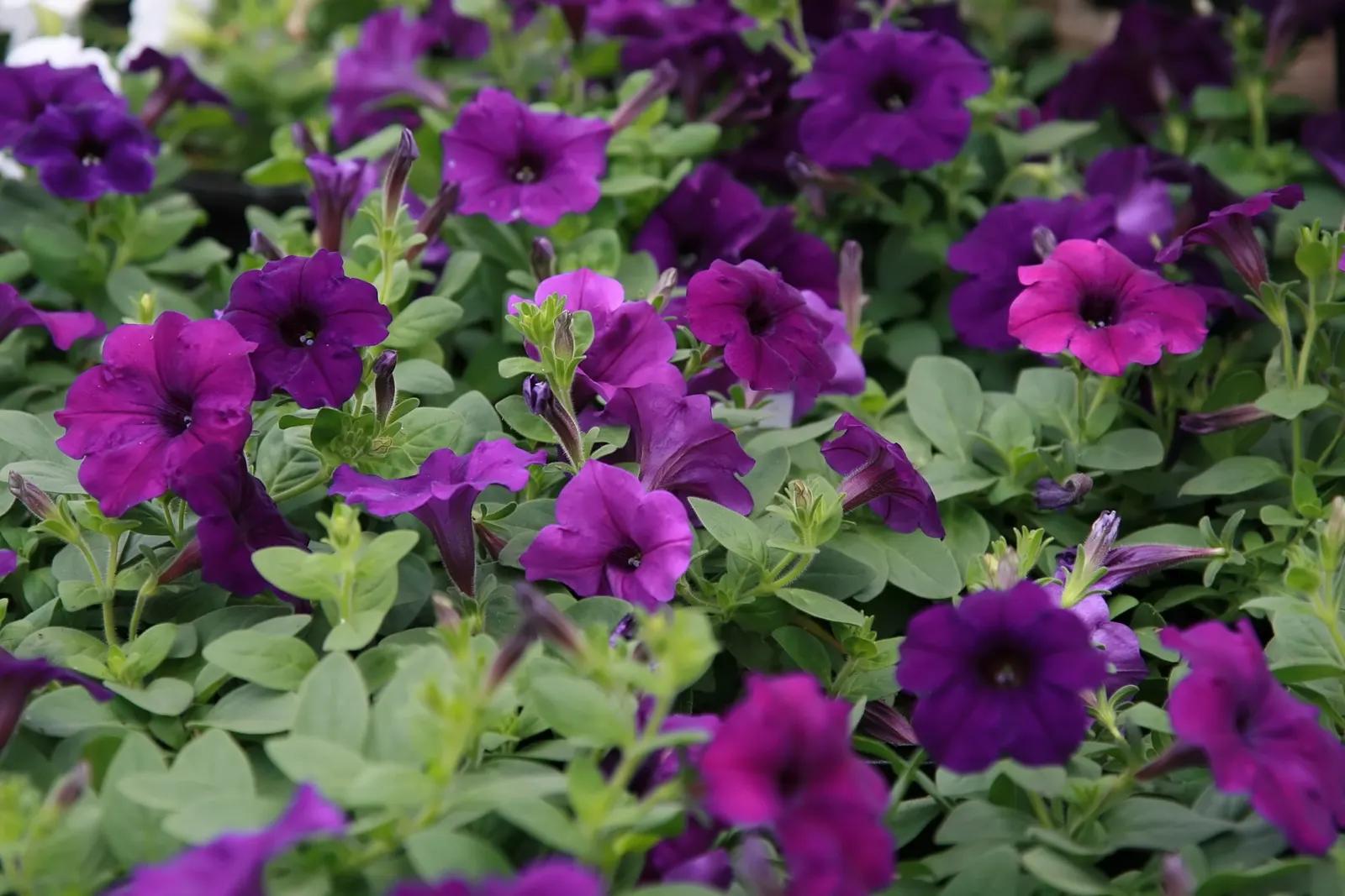 Blue Mounding Petunia (Petunia 'Blue') — The Blue Mounding Petunia typically exhibits a rampant growth habit; preferred for its continuous bloom from spring to