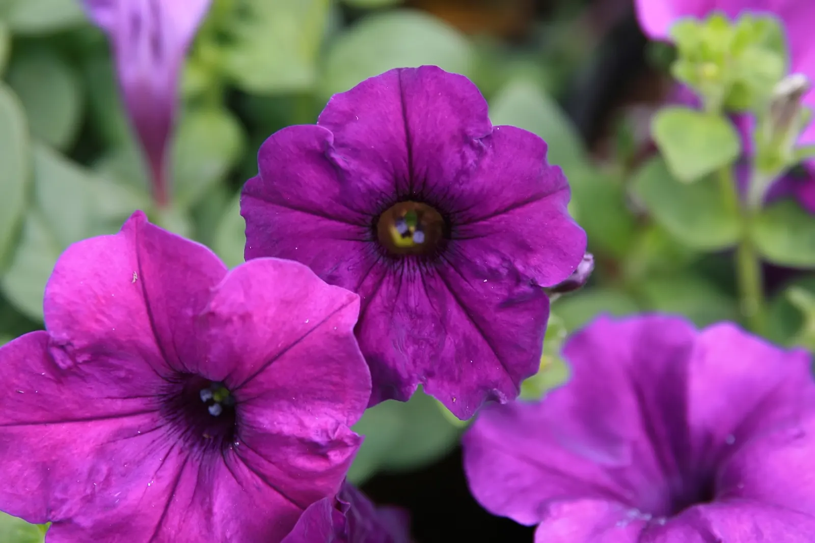 Blue Mounding Petunia (Petunia 'Blue') — is a vibrant and dynamic addition to any landscape design; commonly referred to as Blue Mounding Petunia