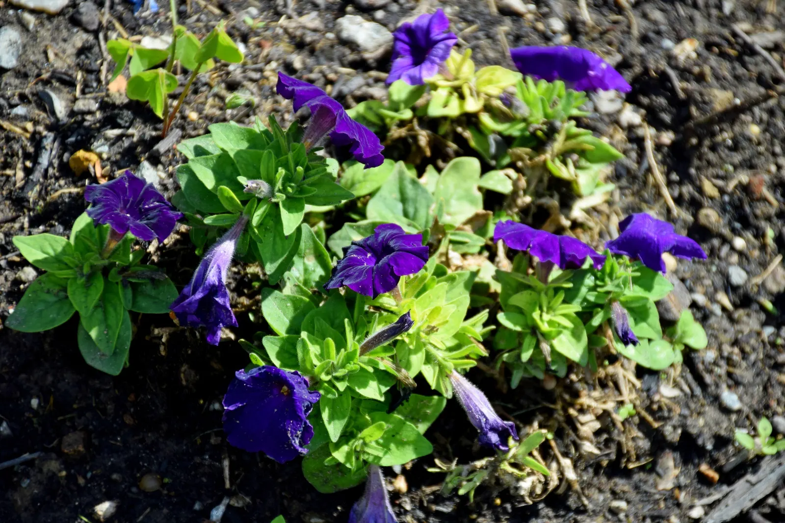 Blue Mounding Petunia (Petunia 'Blue') — annual for full; consider their bold blue hue for creating striking contrasts with yellows