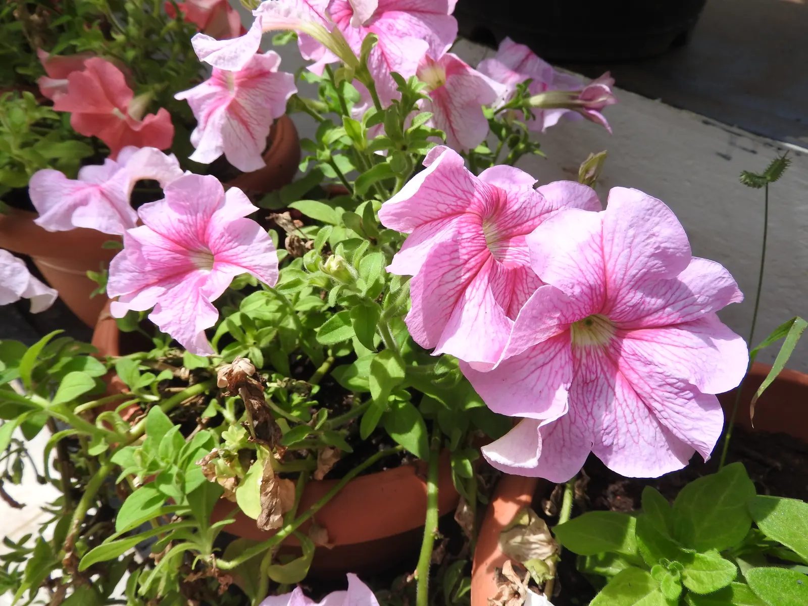 Blue Mounding Petunia (Petunia 'Blue') — commonly referred to as Blue Mounding Petunia