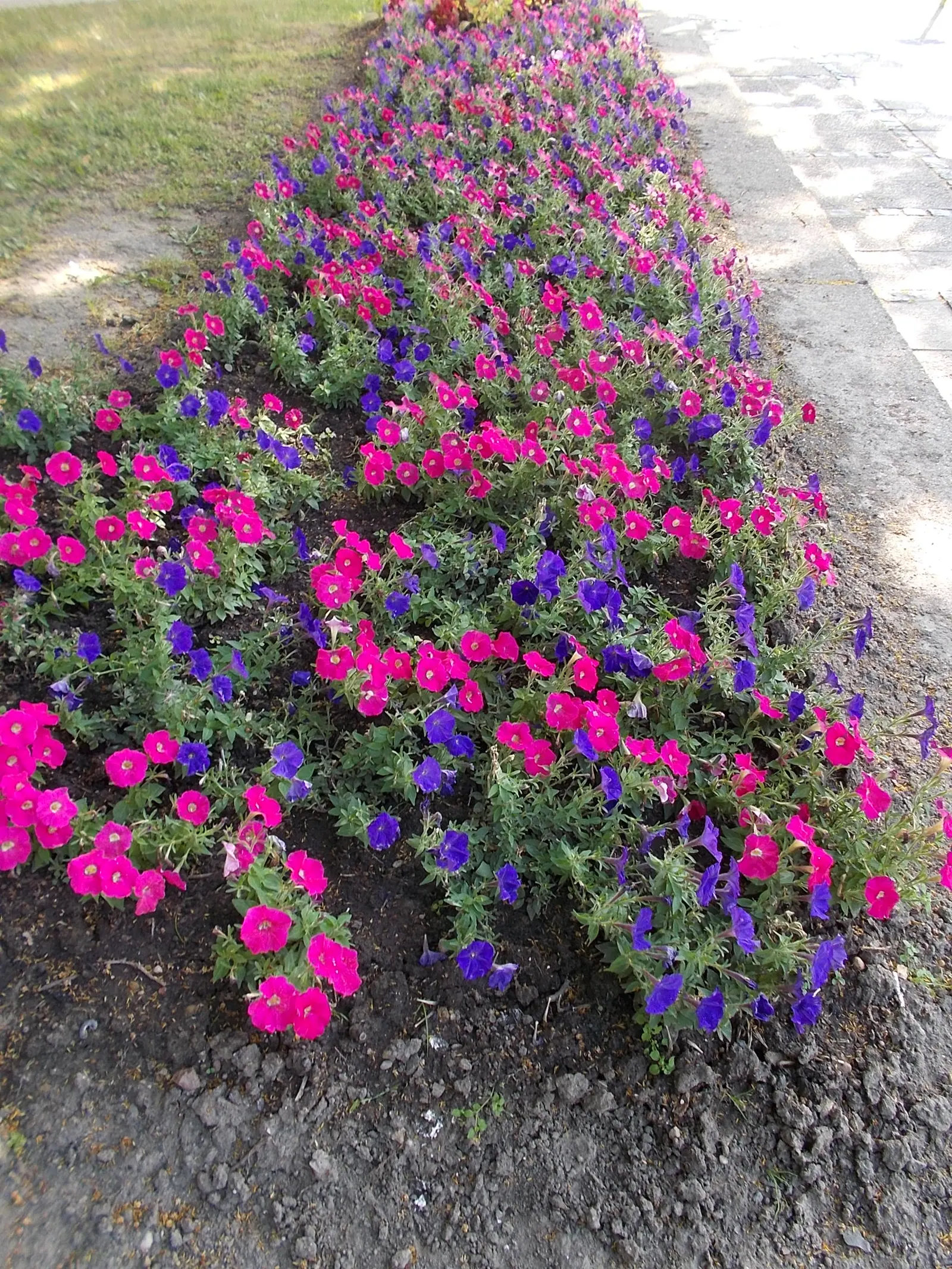 Blue Mounding Petunia (Petunia 'Blue') — Preferred for its continuous bloom from spring to frost; this cultivar is prized for its abundant, image 51
