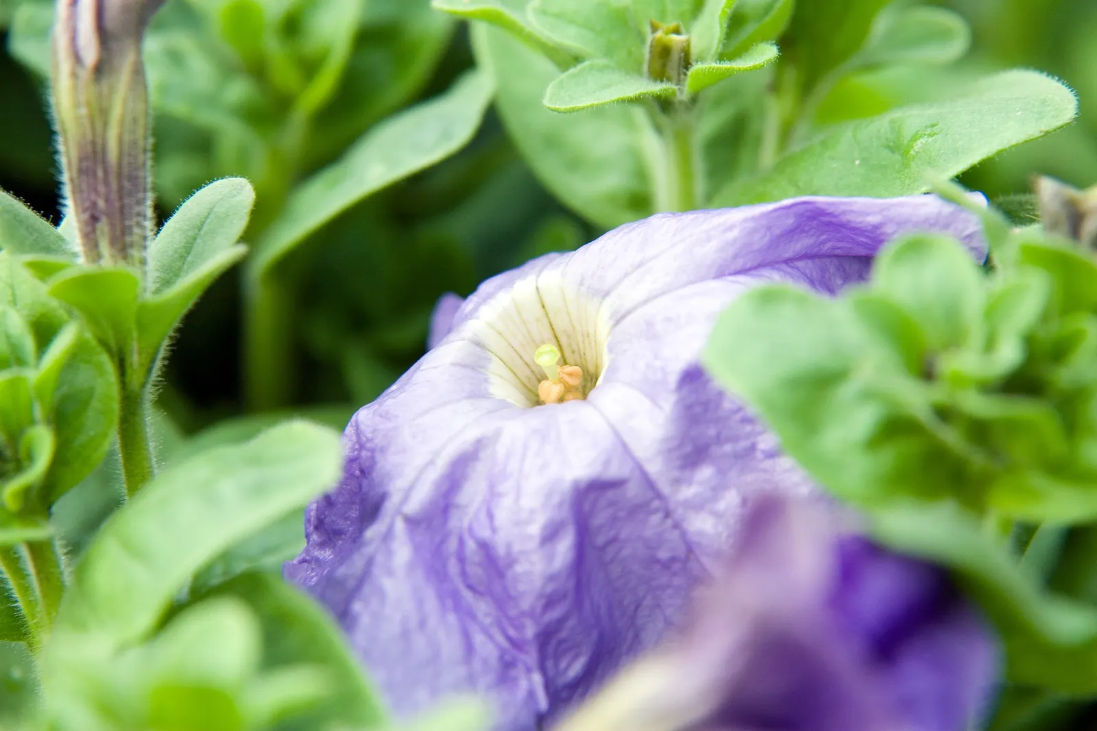 Blue Mounding Petunia (Petunia 'Blue') — can extend from early spring until the first frost; it reaches up to 12 inches in height and spreads approximately 24