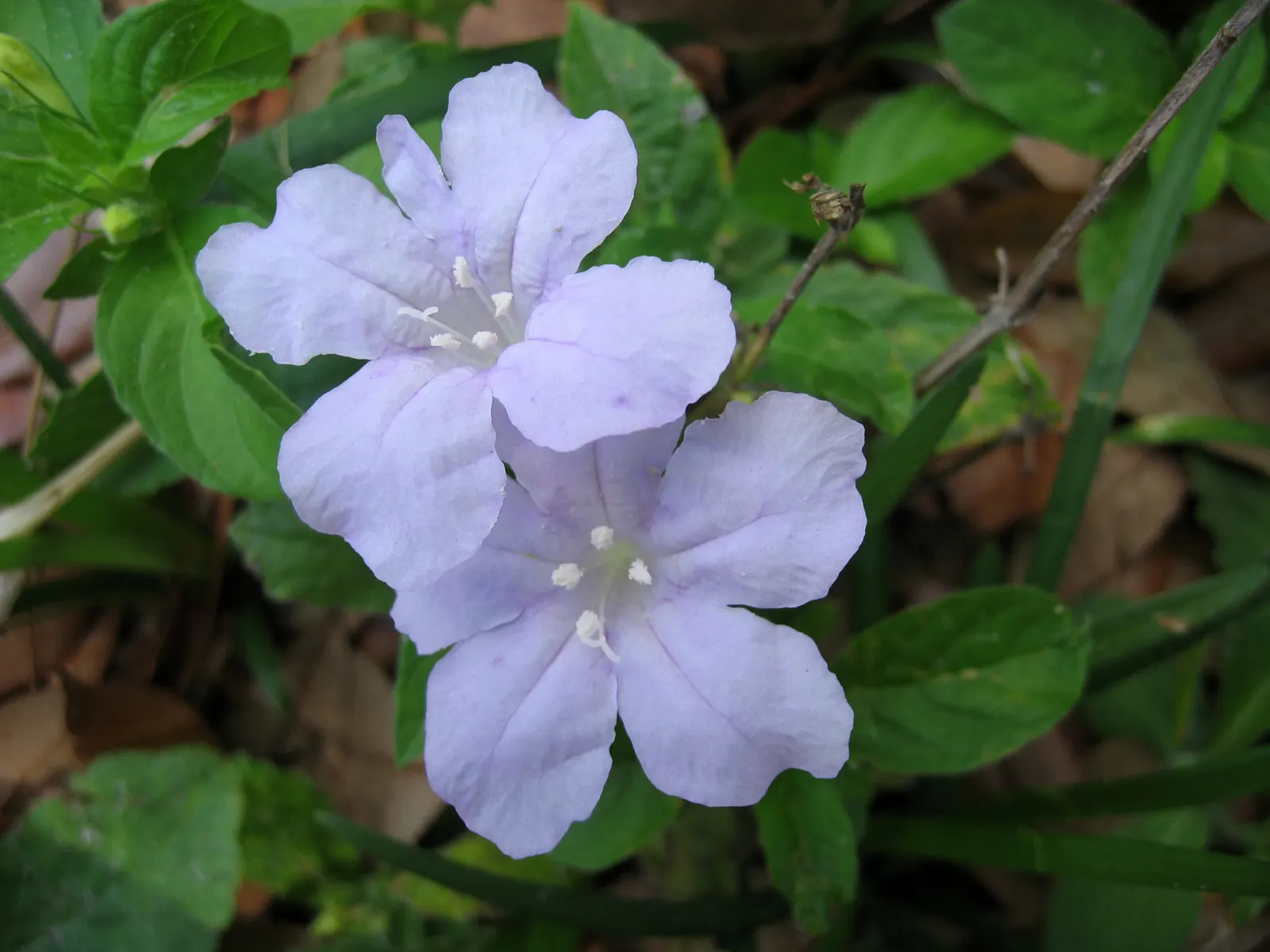 Blue Mounding Petunia (Petunia 'Blue') — Preferred for its continuous bloom from spring to frost; this cultivar is prized for its abundant