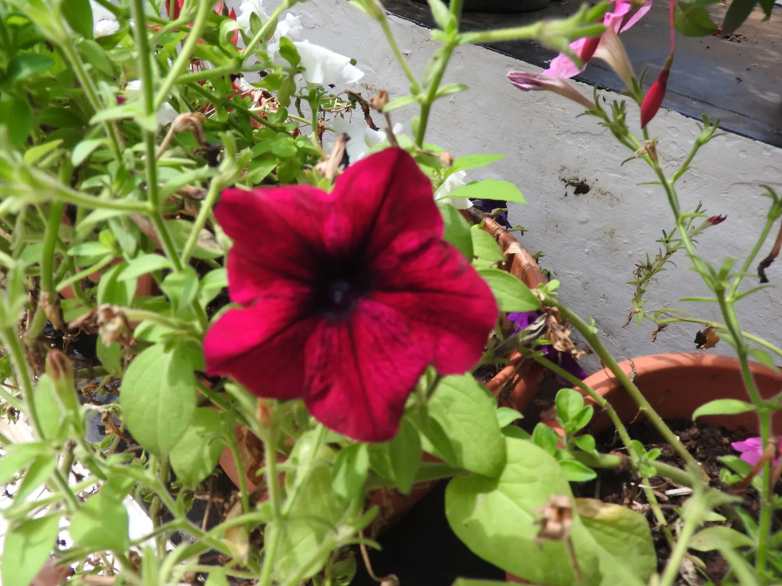 Blue Mounding Petunia (Petunia 'Blue') — is a vibrant and dynamic addition to any landscape design
