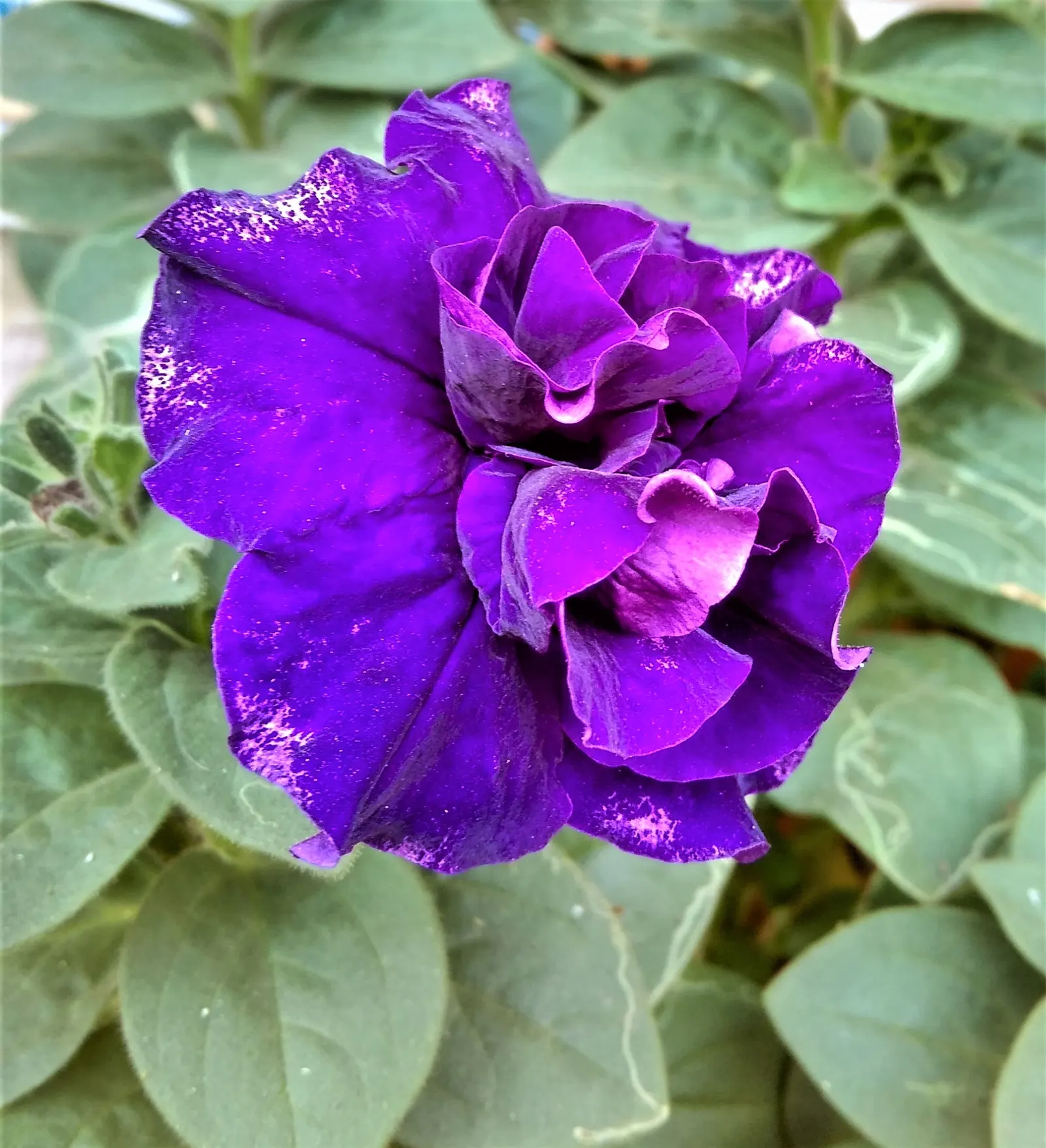 Blue Mounding Petunia (Petunia 'Blue') — a vibrant annual featuring mounds of lush; colorful ground cover or hanging basket feature
