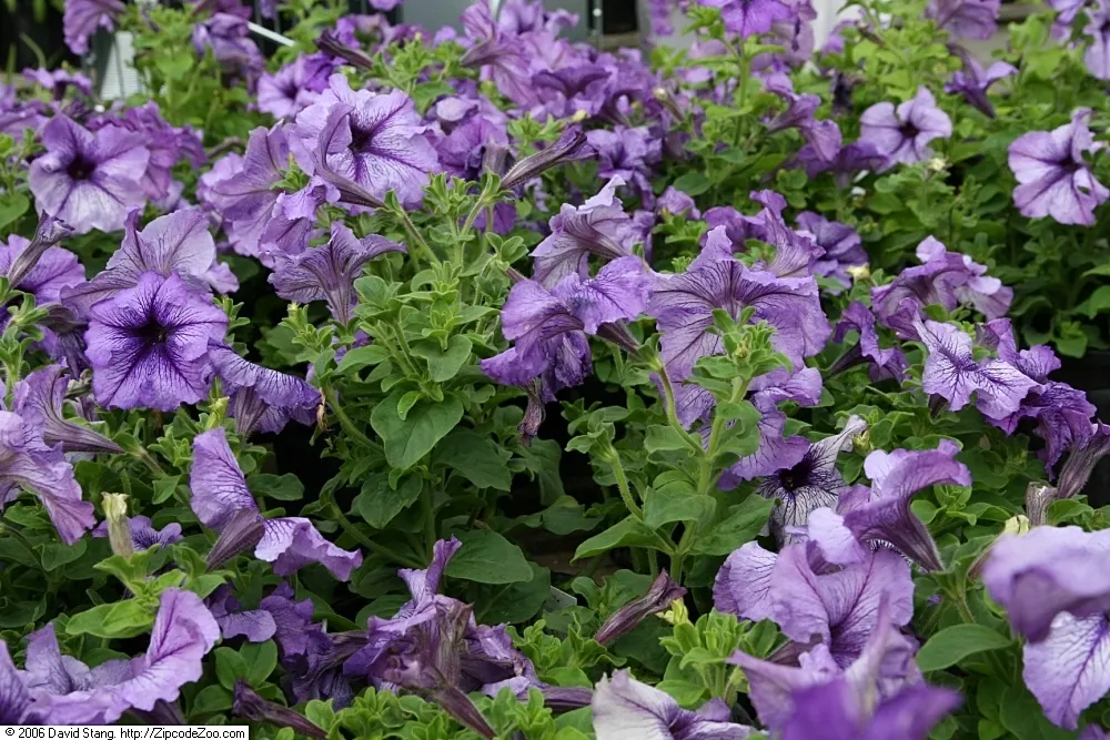 Blue Mounding Petunia (Petunia 'Blue') — annual for full