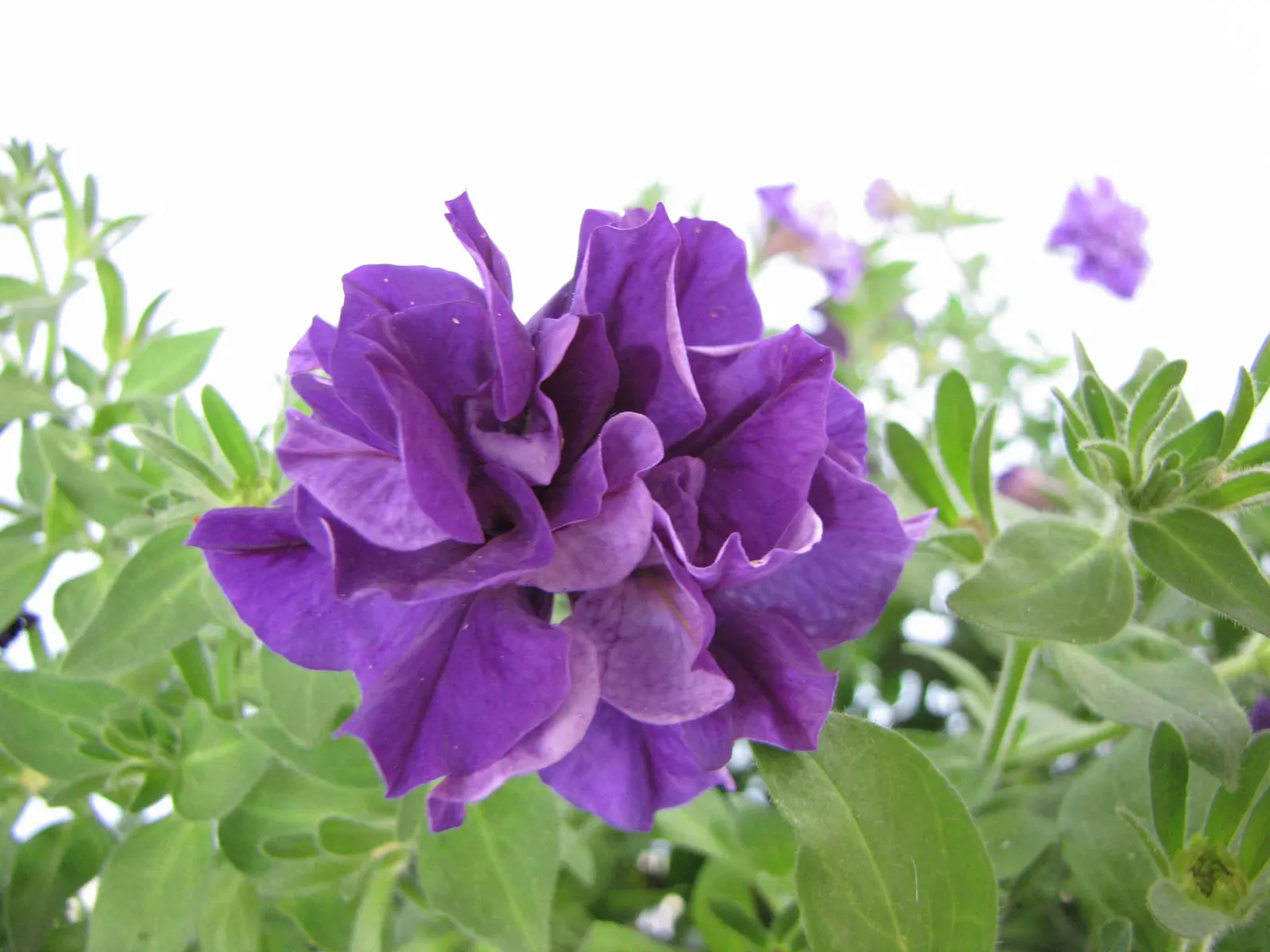 Blue Mounding Petunia (Petunia 'Blue') — trumpet-shaped blossoms in a striking deep blue hue; the Blue Mounding Petunia typically exhibits a, image 48