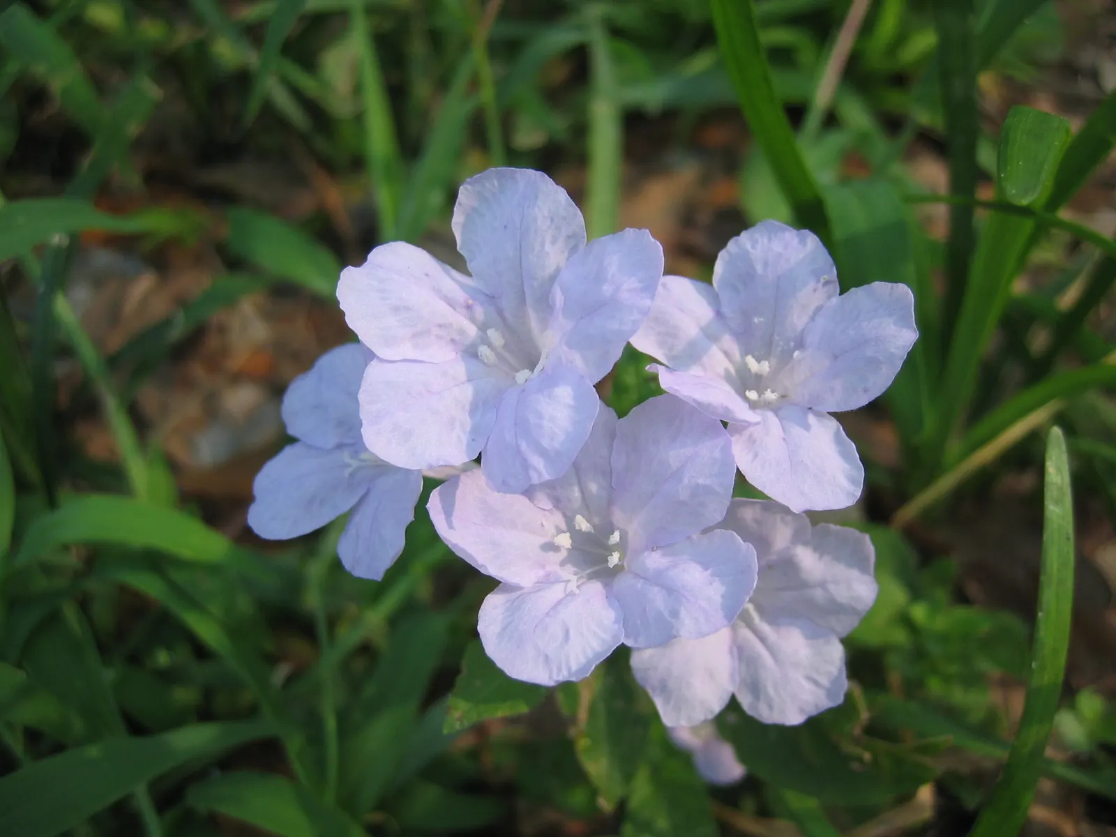Blue Mounding Petunia (Petunia 'Blue') — commonly referred to as Blue Mounding Petunia; annual for full, image 53