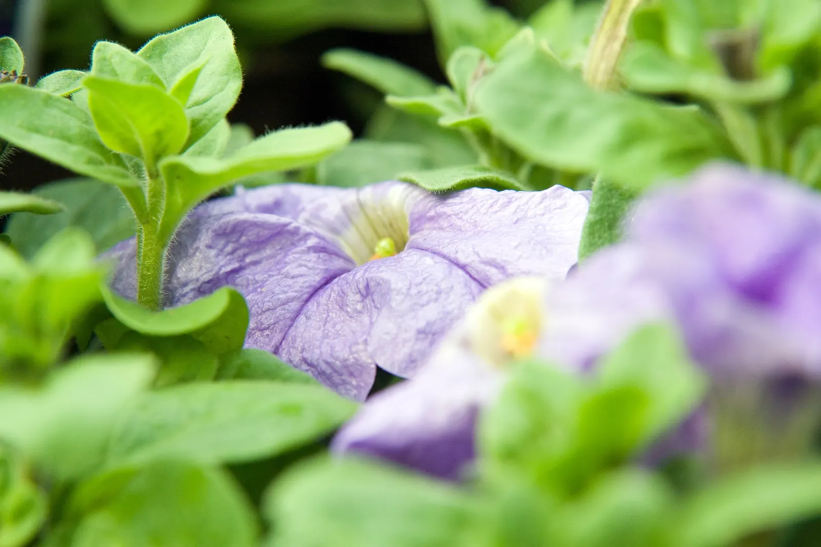 Blue Mounding Petunia (Petunia 'Blue') — Well-draining soil is vital to prevent root rot; and consistent watering is key