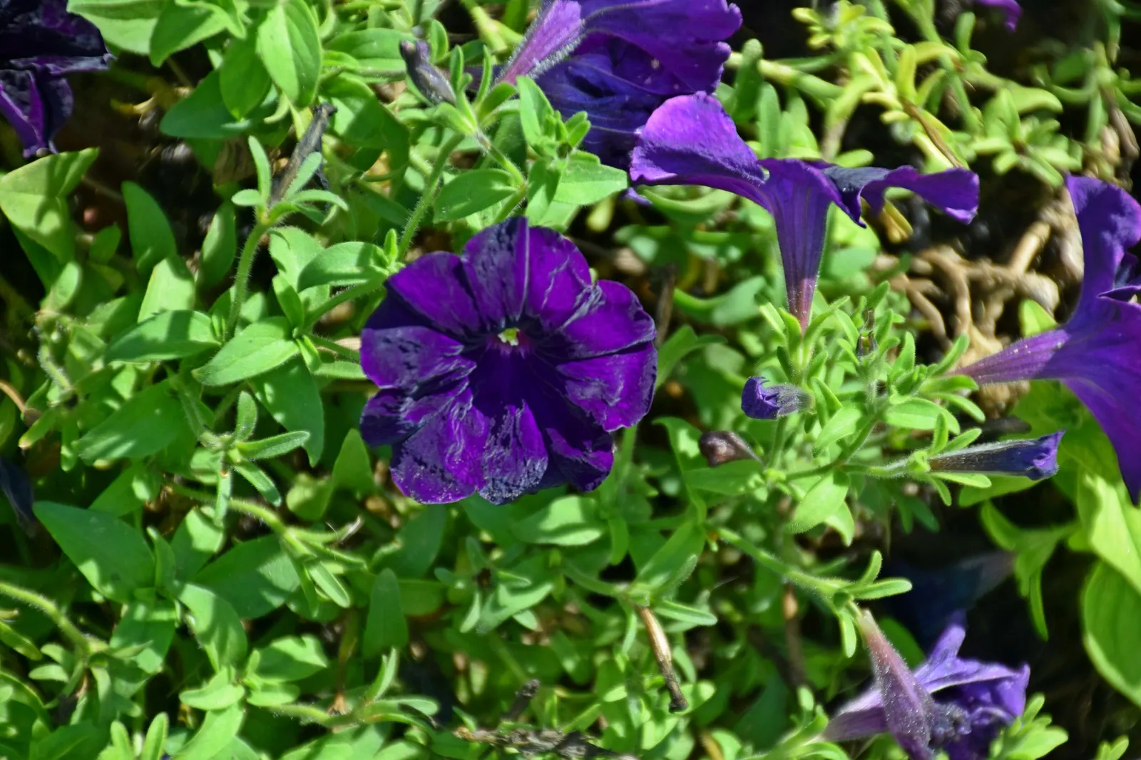 Blue Mounding Petunia (Petunia 'Blue') — consider their bold blue hue for creating striking contrasts with yellows; annual with white blooms