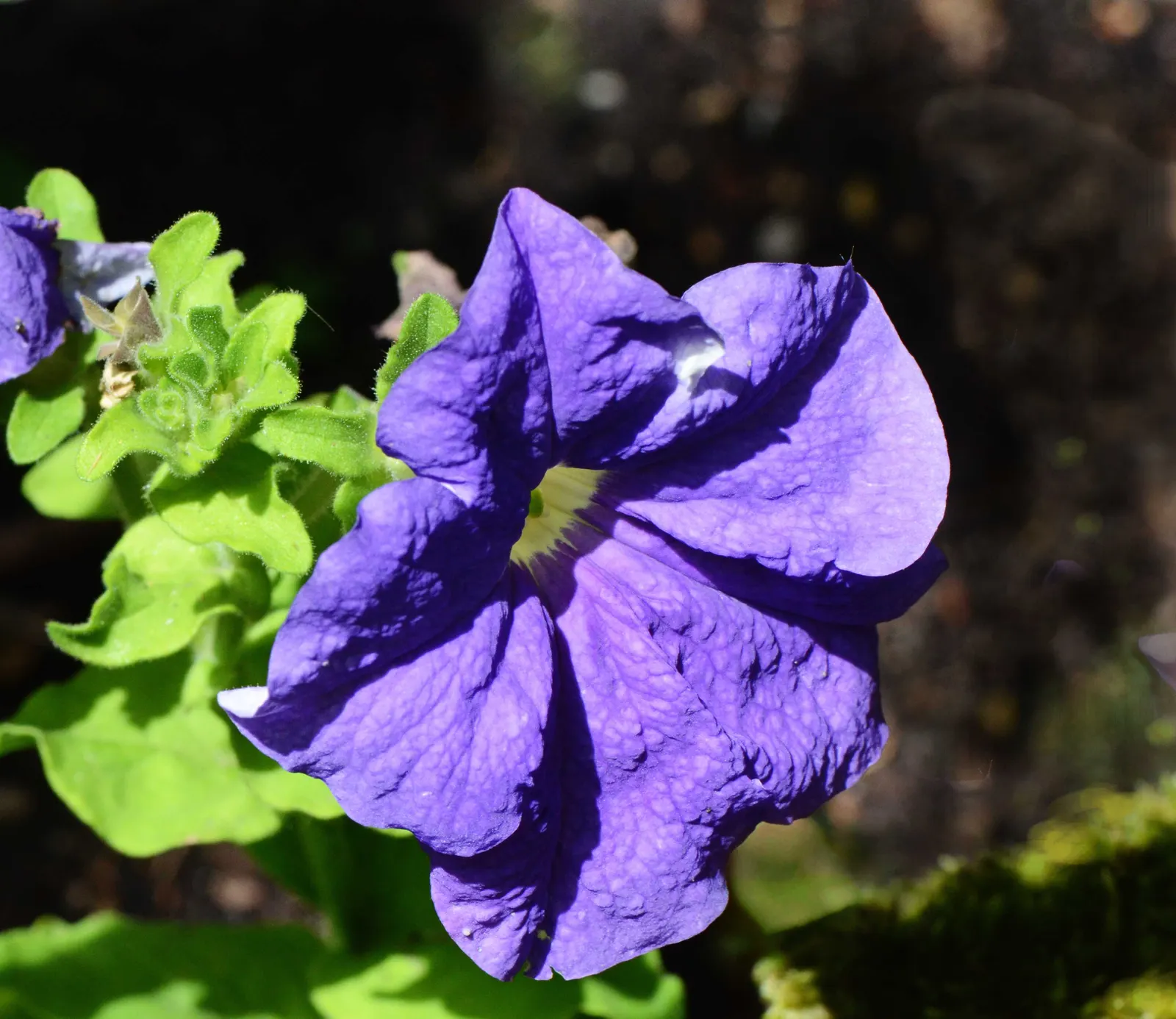 Blue Mounding Petunia (Petunia 'Blue') — As you plan the landscape; for optimal performance, they require a sunny location with at least six hours of direct