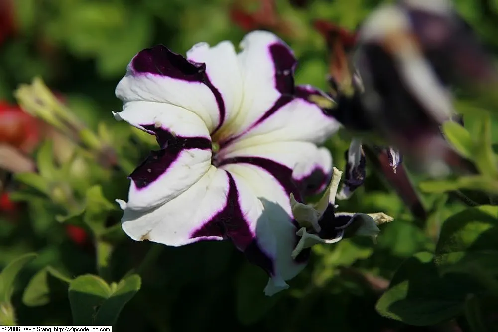 Blue Mounding Petunia (Petunia 'Blue') — For optimal performance, they require a sunny location with at least six hours of direct sunlight per day, image 38