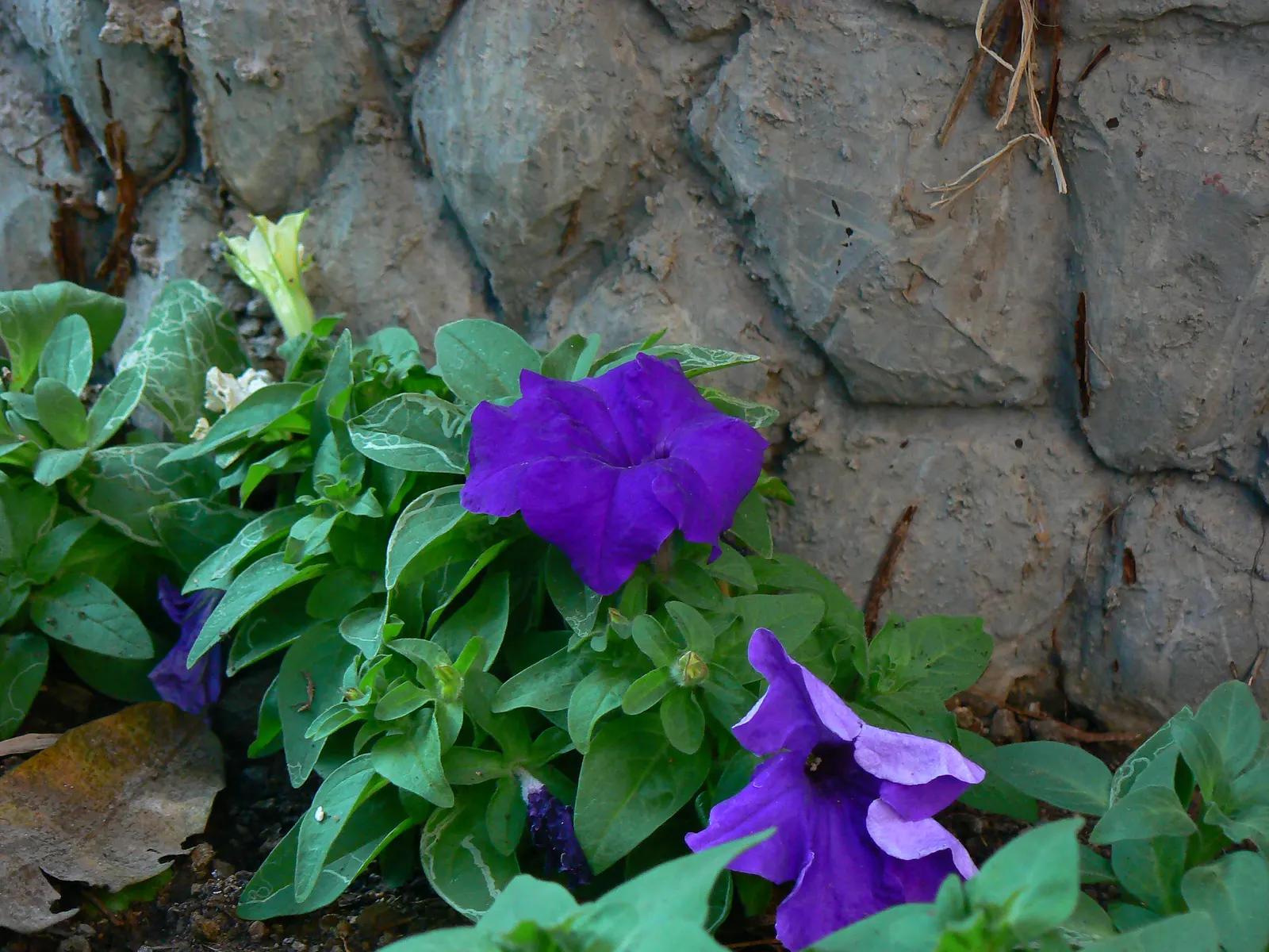 Blue Mounding Petunia (Petunia 'Blue') — white flowers in the garden; it is celebrated for adding a long-lasting pop of color to any garden or patio display
