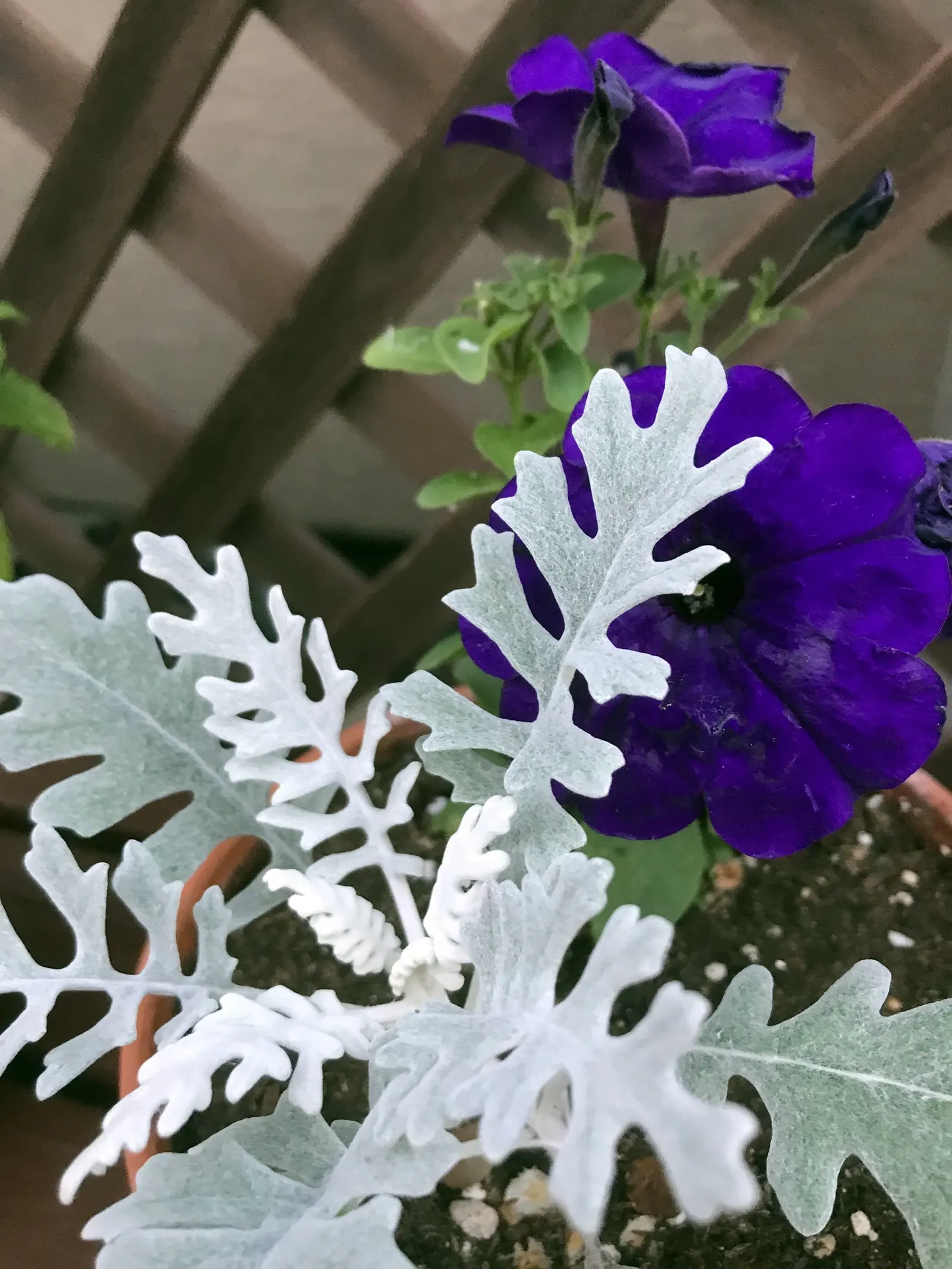 Blue Mounding Petunia (Petunia 'Blue') — colorful ground cover or hanging basket feature; trumpet-shaped blossoms in a striking deep blue hue, image 50
