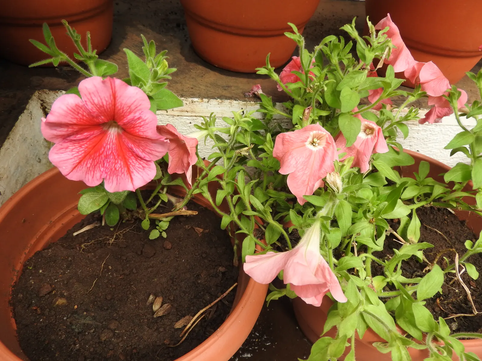 Blue Mounding Petunia (Petunia 'Blue') — trumpet-shaped blooms boasting a mesmerizing shade of true blue - a rarity in the floral kingdom