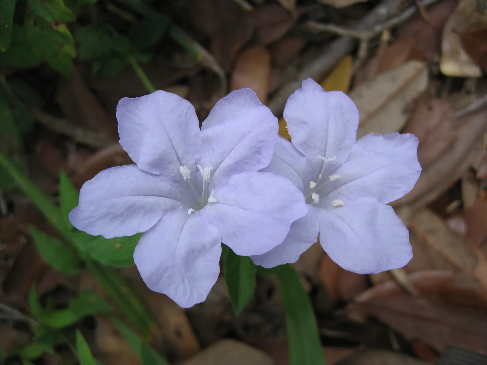Blue Mounding Petunia (Petunia 'Blue') — trumpet-shaped blossoms in a striking deep blue hue; the Blue Mounding Petunia typically exhibits a rampant growth
