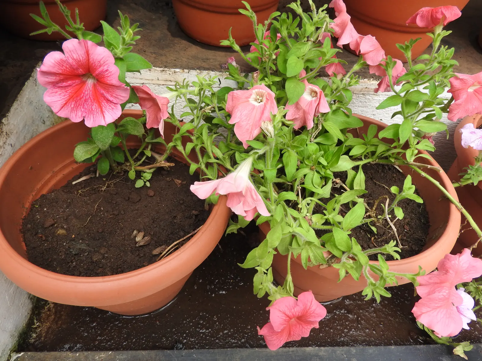 Blue Mounding Petunia (Petunia 'Blue') — or as a foreground interest in mixed flower beds.<br><br>These annuals display an impressive flowering period