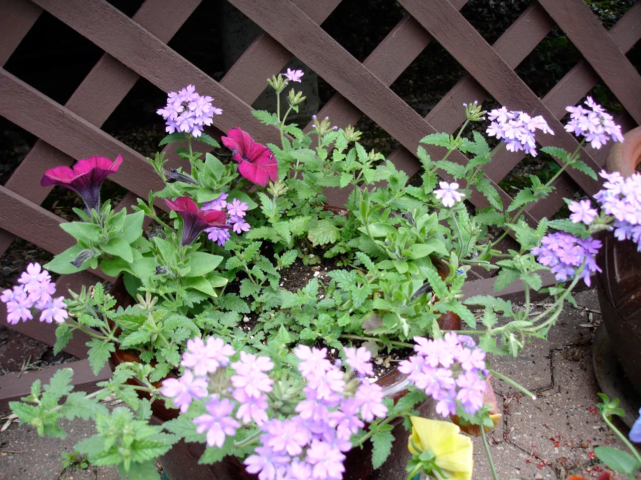 Blue Mounding Petunia (Petunia 'Blue') — with plants reaching a height of 10 to 16 inches and spreading out 18 to 24 inches