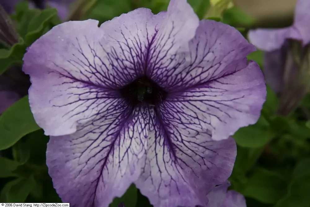Blue Mounding Petunia (Petunia 'Blue') — It reaches up to 12 inches in height and spreads approximately 24 inches; with a preference for the soil to dry