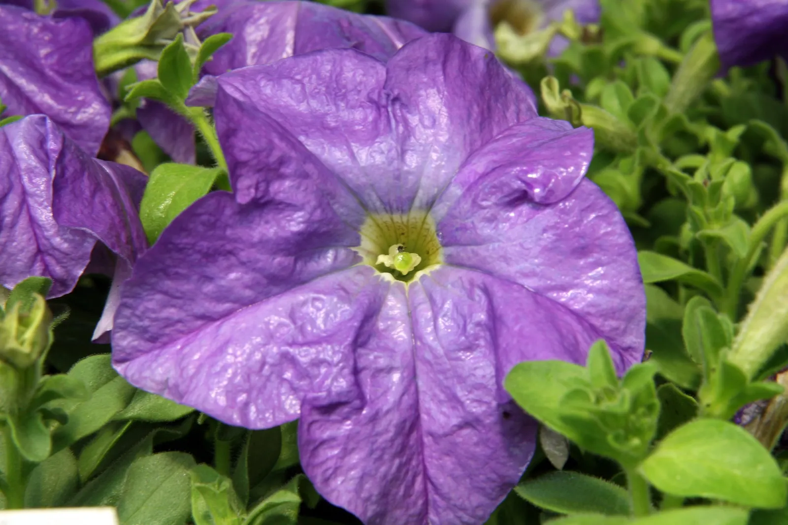 Blue Mounding Petunia (Petunia 'Blue') — This cultivar is prized for its abundant; can extend from early spring until the first frost