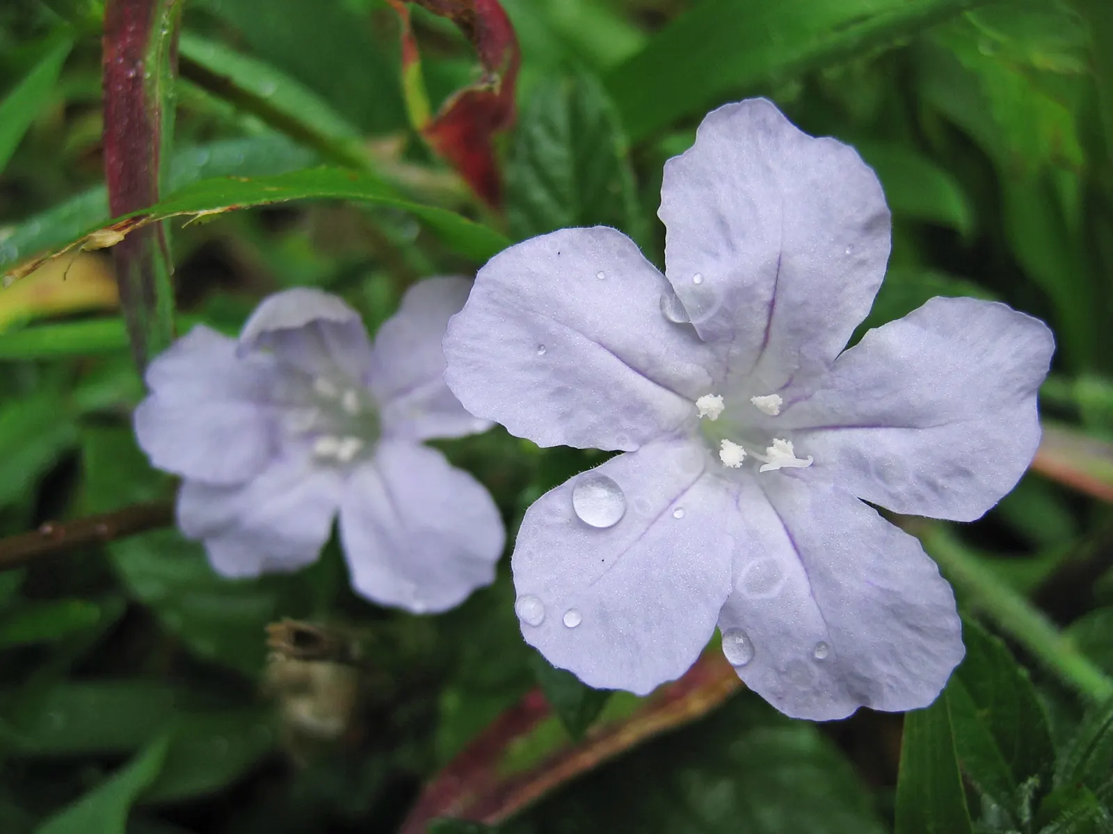 Blue Mounding Petunia (Petunia 'Blue') — is a vibrant and dynamic addition to any landscape design; commonly referred to as Blue Mounding Petunia, image 54