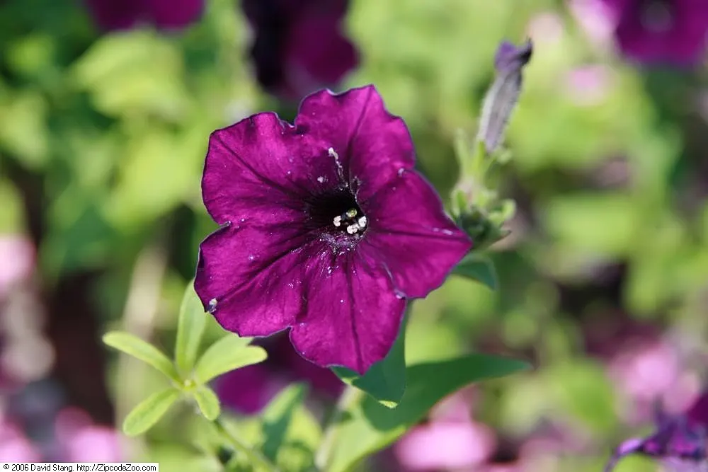 Blue Mounding Petunia (Petunia 'Blue') — or as a foreground interest in mixed flower beds.<br><br>These annuals display an impressive flowering period; as you