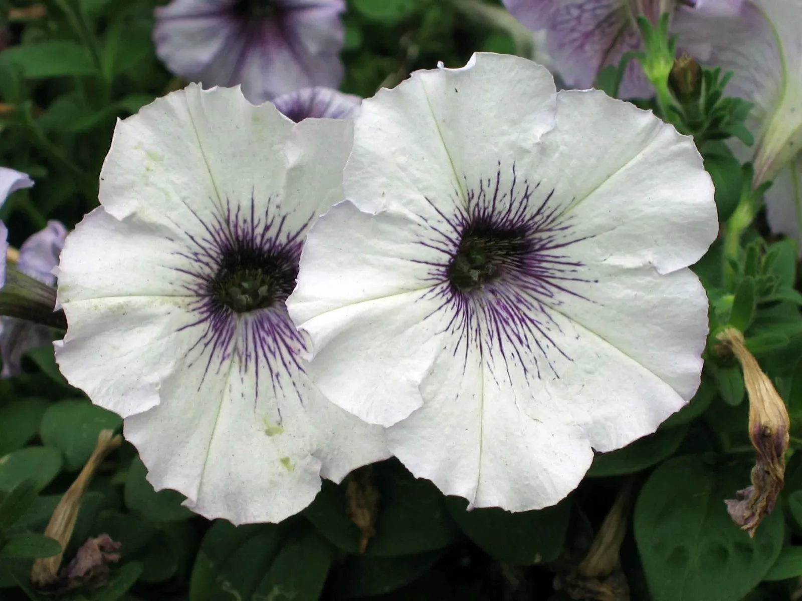 Blue Mounding Petunia (Petunia 'Blue') — It reaches up to 12 inches in height and spreads approximately 24 inches; with a preference for the soil, image 49