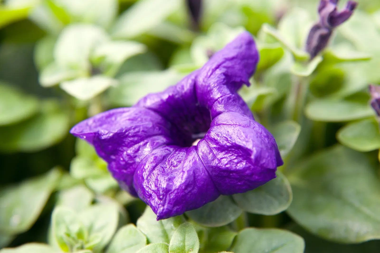 Blue Mounding Petunia (Petunia 'Blue') — commonly referred to as Blue Mounding Petunia; annual for full