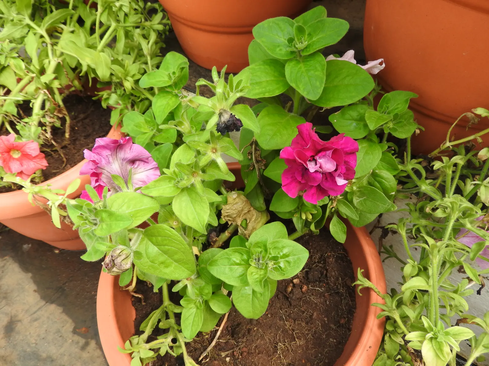 Blue Mounding Petunia (Petunia 'Blue') — colorful ground cover or hanging basket feature