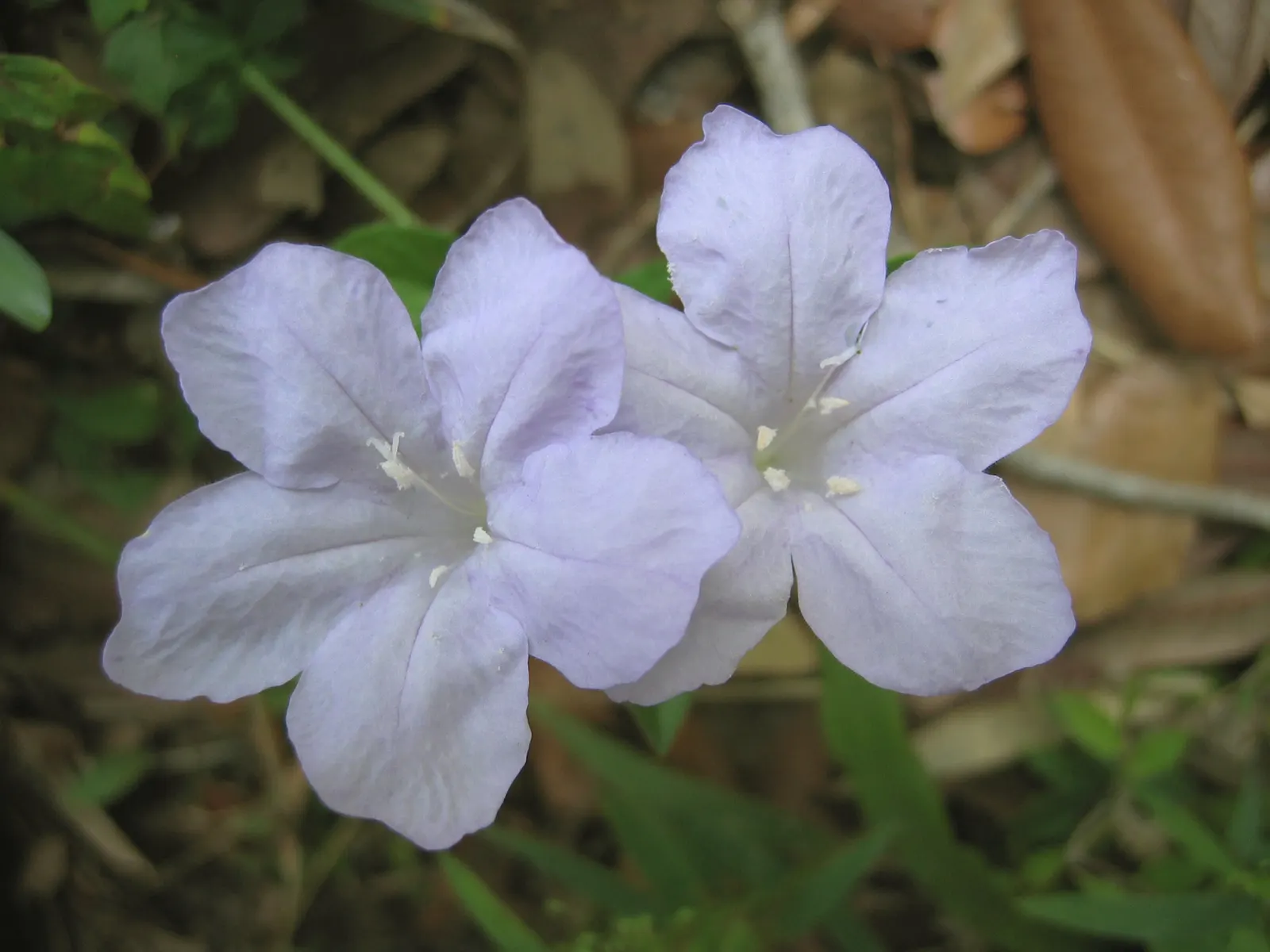 Blue Mounding Petunia (Petunia 'Blue') — and consistent watering is key; a vibrant annual featuring mounds of lush