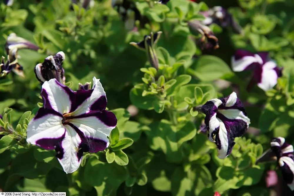 Blue Mounding Petunia (Petunia 'Blue') — with plants reaching a height of 10 to 16 inches and spreading out 18 to 24 inches, image 35