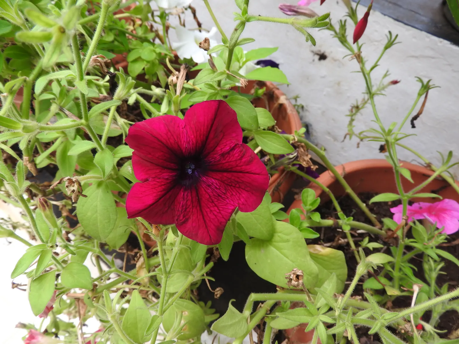 Blue Mounding Petunia (Petunia 'Blue') — This cultivar is prized for its abundant