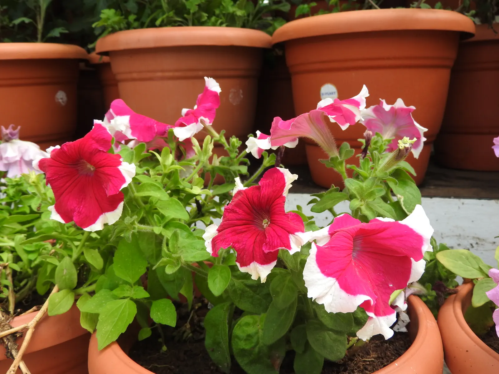 Blue Mounding Petunia (Petunia 'Blue') — it is celebrated for adding a long-lasting pop of color to any garden or patio display