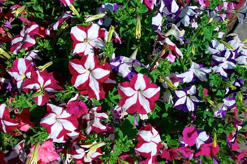 Blue Mounding Petunia (Petunia 'Blue') — white flowers in the garden