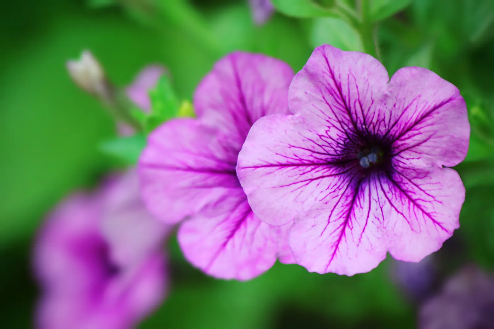 Blue Mounding Petunia (Petunia 'Blue') — annual with white blooms