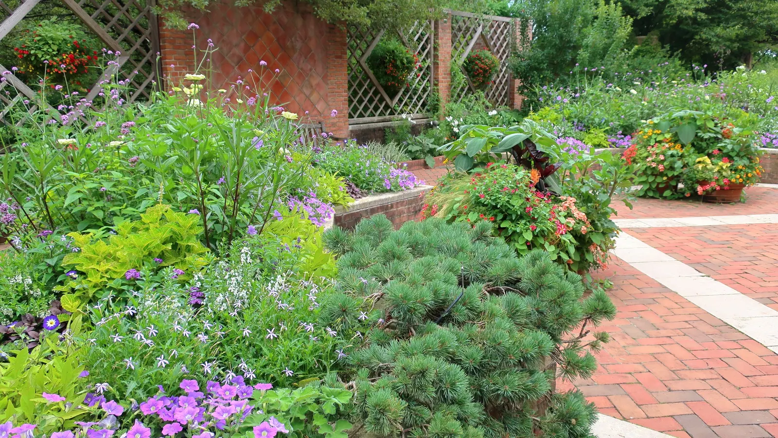 Blue Mounding Petunia (Petunia 'Blue') — with plants reaching a height of 10 to 16 inches and spreading out 18 to 24 inches, image 58