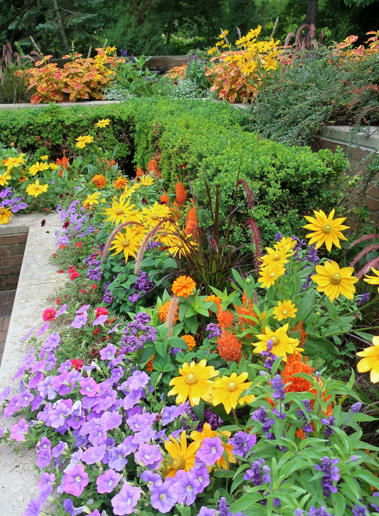 Blue Mounding Petunia (Petunia 'Blue') — with a preference for the soil to dry slightly between watering intervals